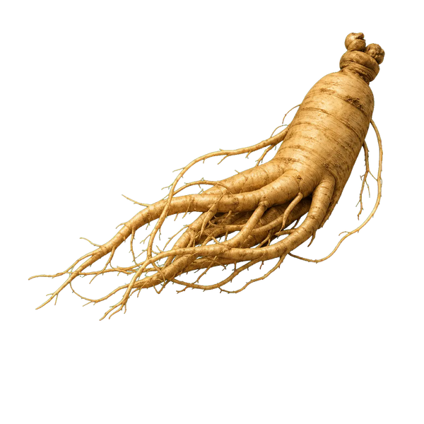 Ginseng Panax