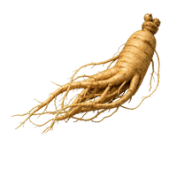Ginseng Panax