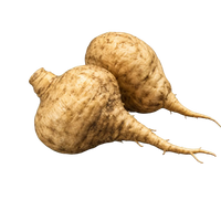 Maca
